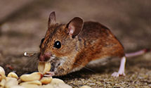 24 Hour & Emergency Exterminators in Sistersville, WV